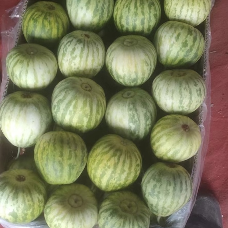 博洋甜瓜花姑娘6172博洋9品类多价格美丽