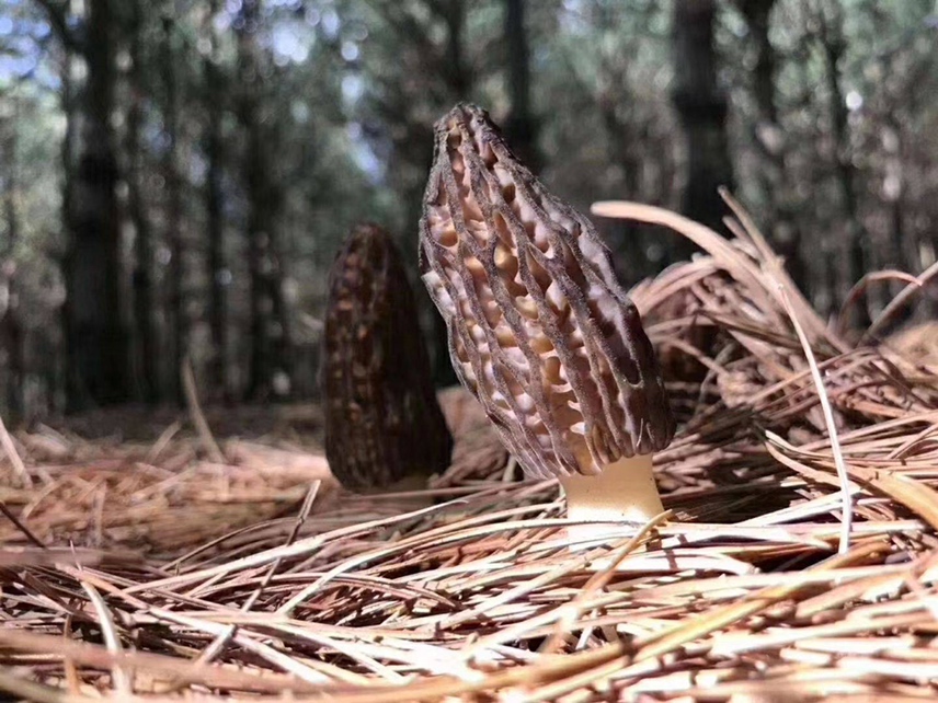一片湿润的高山森林地面,腐殖质丰富,几株浅褐色蜂窝状顶部的野生羊肚菌从落叶层中探出,周围有松针和苔藓,背景为晨雾缭绕的原始林区,光线柔和,突出其原生态环境 野生羊肚菌生长环境