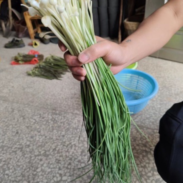 湖南野胡葱代办代收量大联系