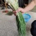 湖南野胡葱代办代收量大联系