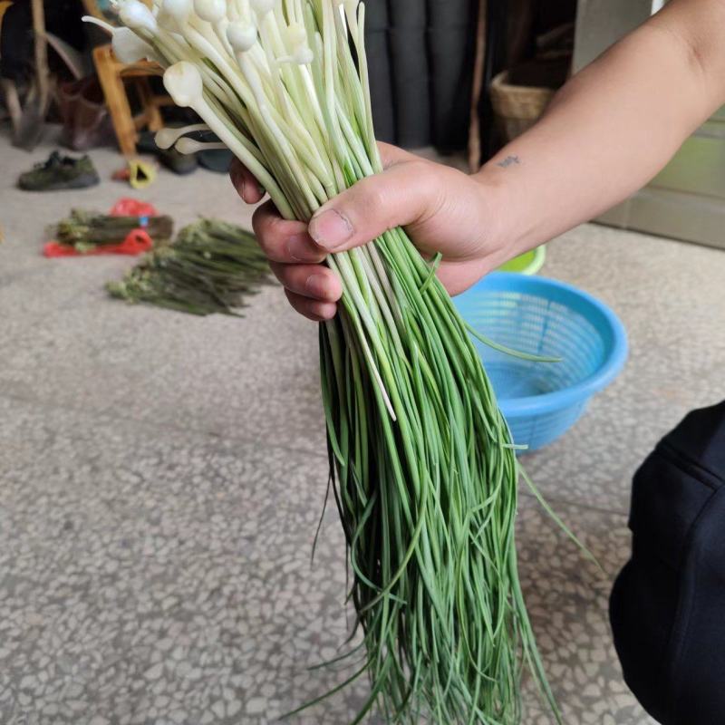 湖南野胡葱代办代收量大联系