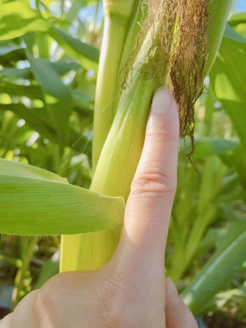 西双版纳拇指玉米自有工厂加工支持商超电商一件代发