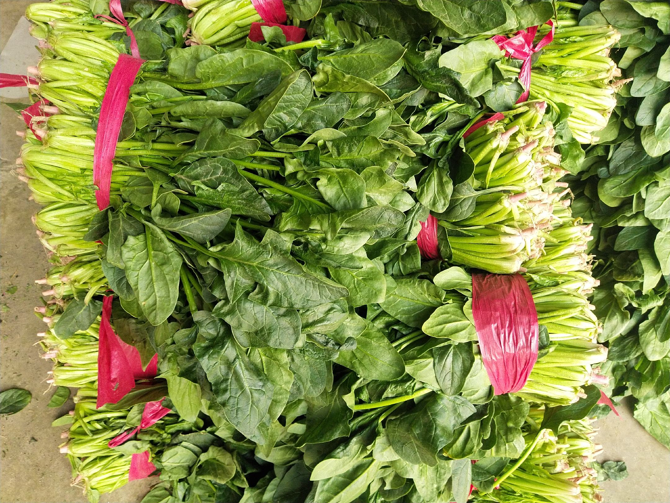 家庭厨房场景中的大叶菠菜应用：新鲜大叶菠菜焯水后盛于白瓷盘中，色泽翠绿欲滴，叶片完整舒展，搭配芝麻与蒜蓉酱汁；旁置未处理整株菠菜作为对比，突出其叶片厚度与光泽度差异；背景为北欧风木质料理台，自然光充足