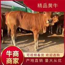 牛鲁西黄牛养殖场改良肉牛犊小黄牛活牛苗量大从优