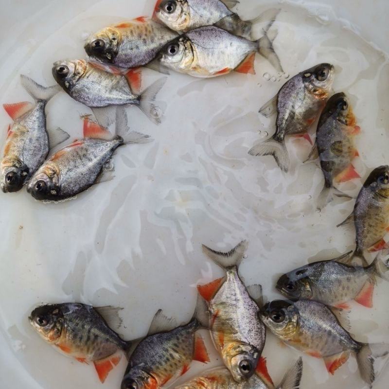 淡水白鲳鱼苗红鲳鱼苗食用鲳鱼苗品种优良鱼塘直销