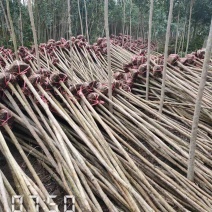 大叶女贞大量供应，2-15公分，规格齐全，欢迎选购