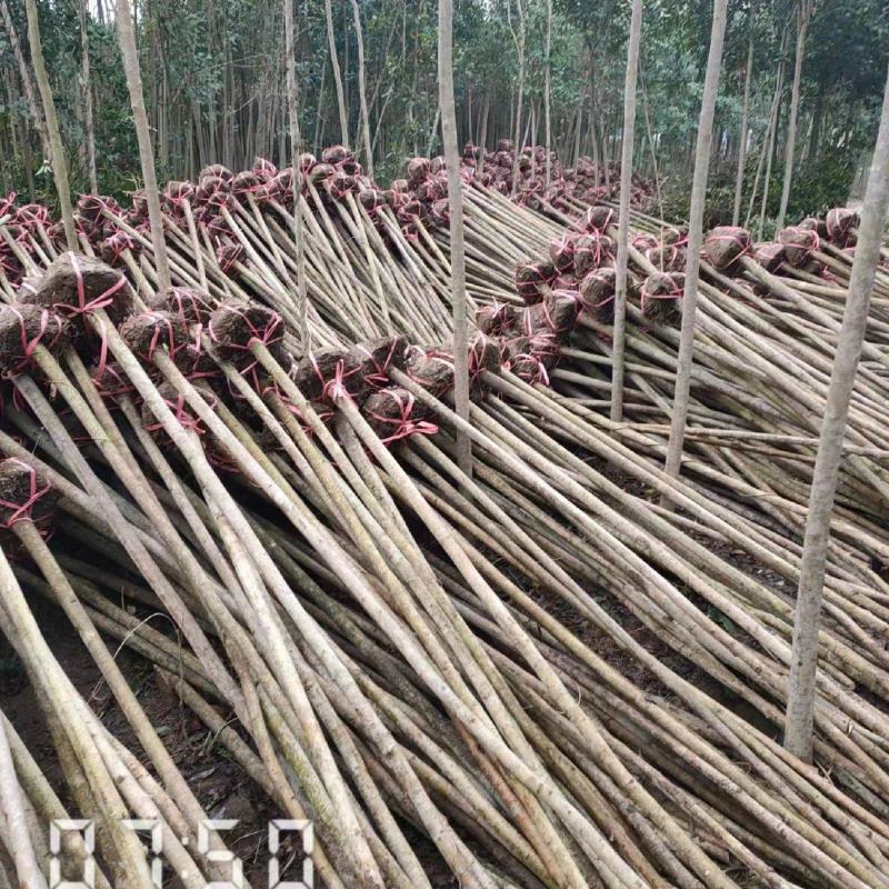 大叶女贞大量供应，2-15公分，规格齐全，欢迎选购