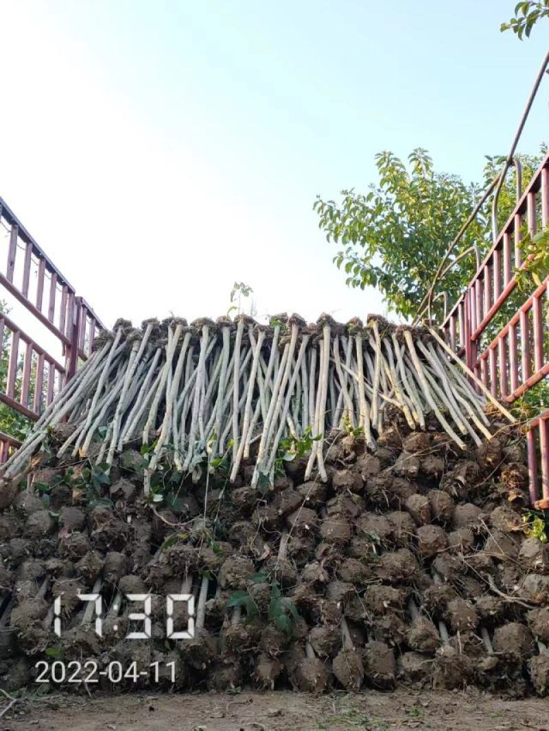 大叶女贞大量供应，2-15公分，规格齐全，欢迎选购