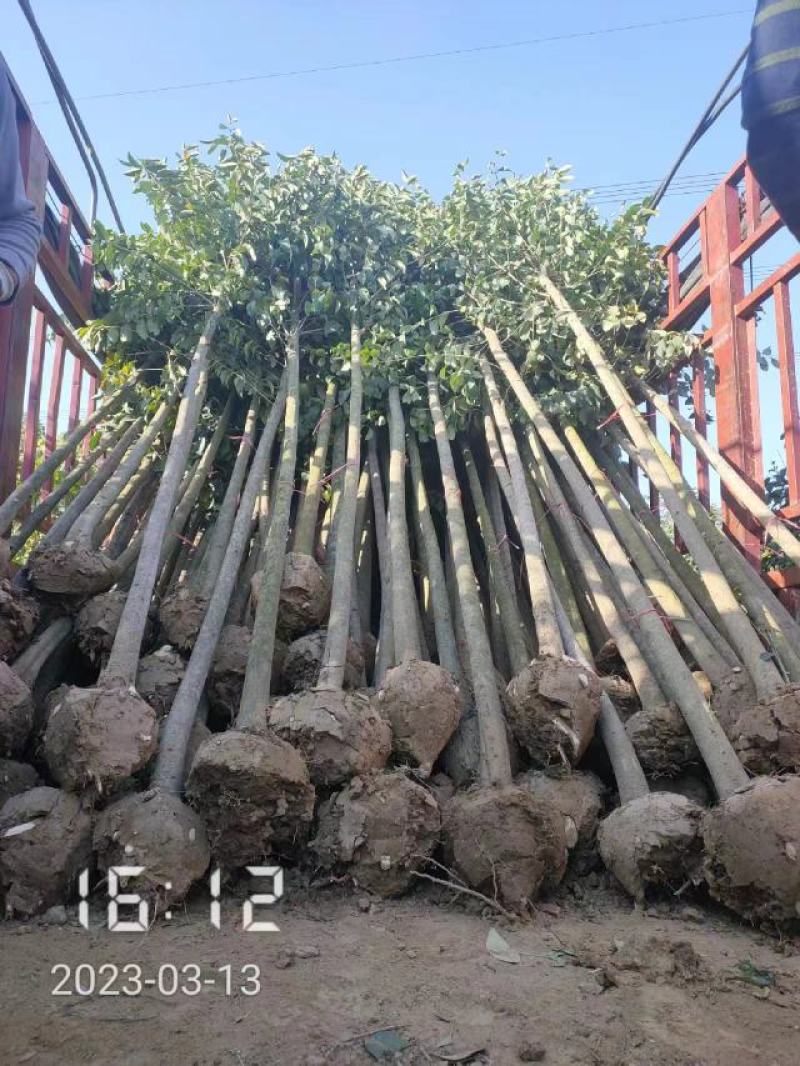 大叶女贞大量供应，2-15公分，规格齐全，欢迎选购