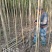 大叶女贞大量供应，2-15公分，规格齐全，欢迎选购