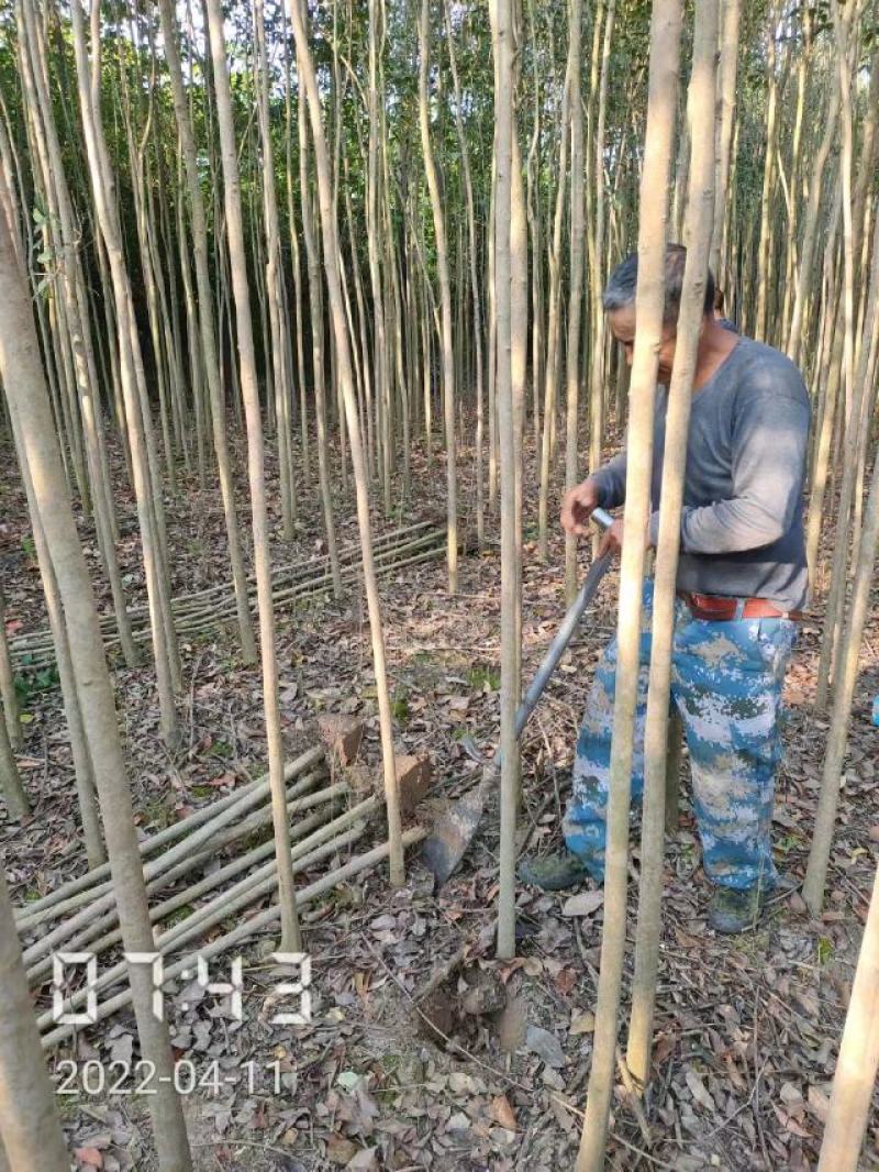大叶女贞大量供应，2-15公分，规格齐全，欢迎选购