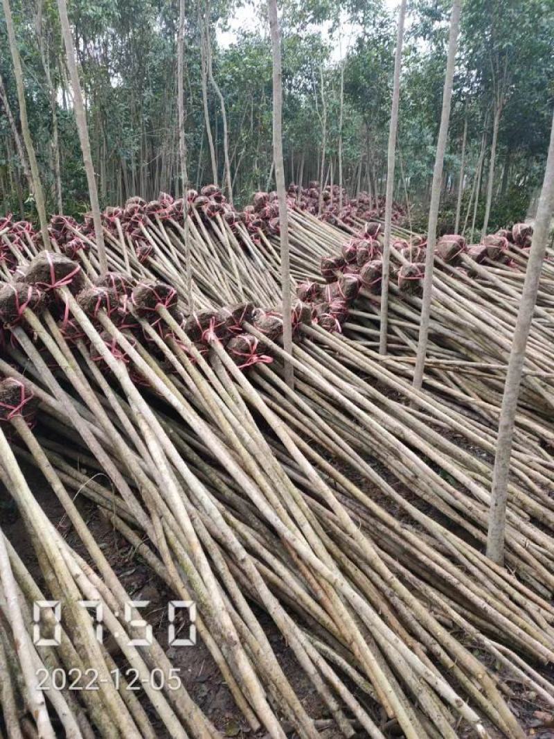 大叶女贞大量供应，2-15公分，规格齐全，欢迎选购