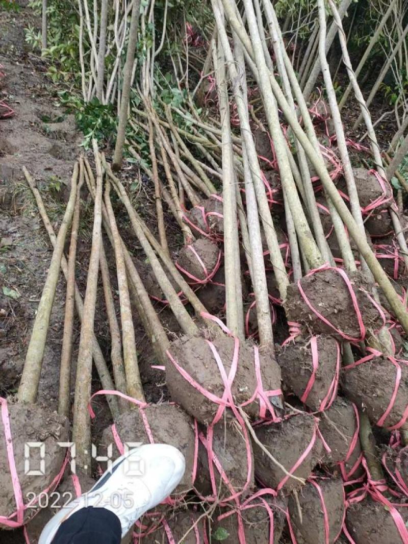 大叶女贞大量供应，2-15公分，规格齐全，欢迎选购