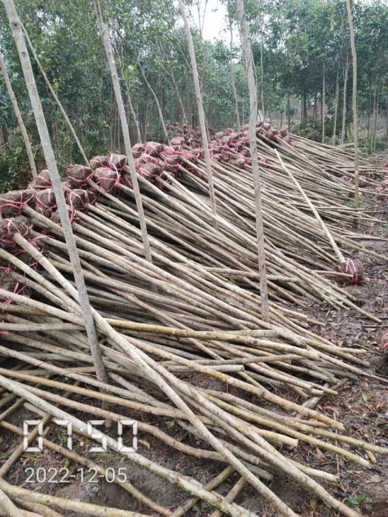 大叶女贞大量供应，2-15公分，规格齐全，欢迎选购