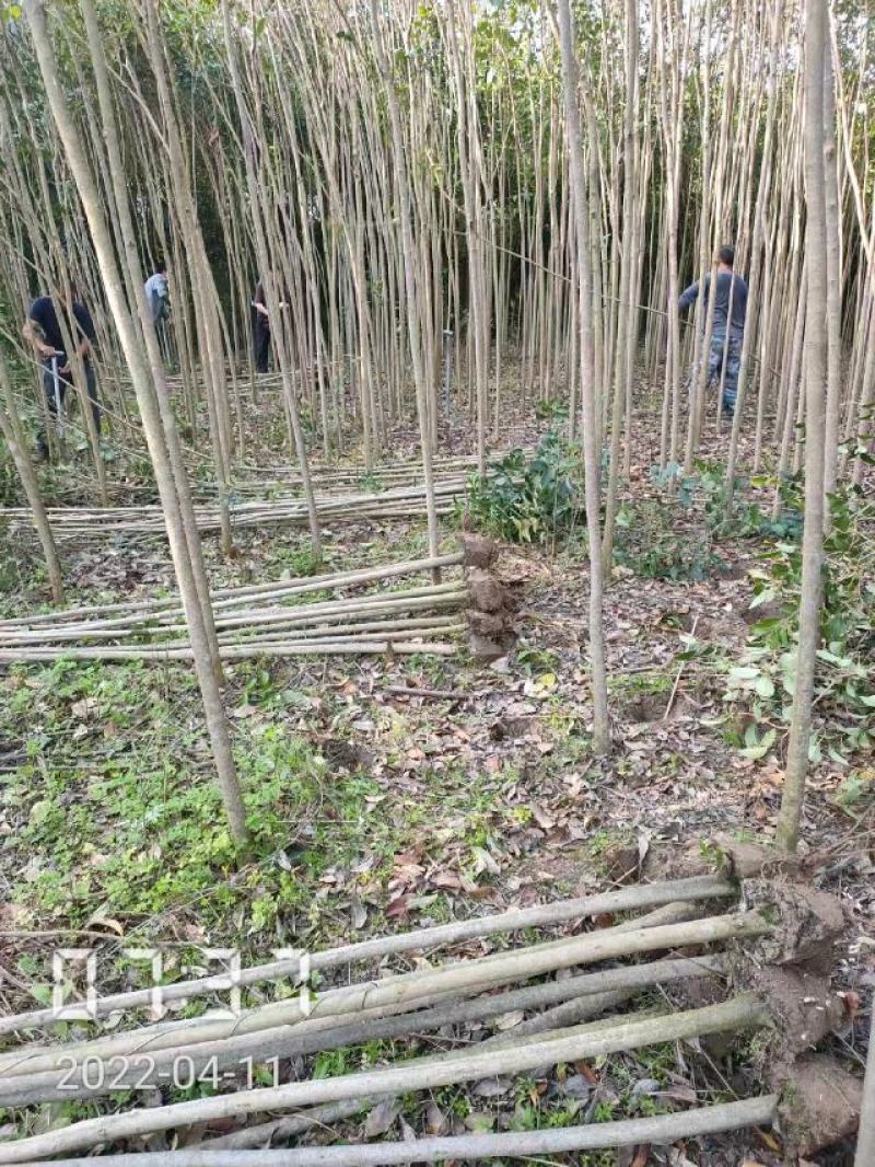 大叶女贞大量供应，2-15公分，规格齐全，欢迎选购