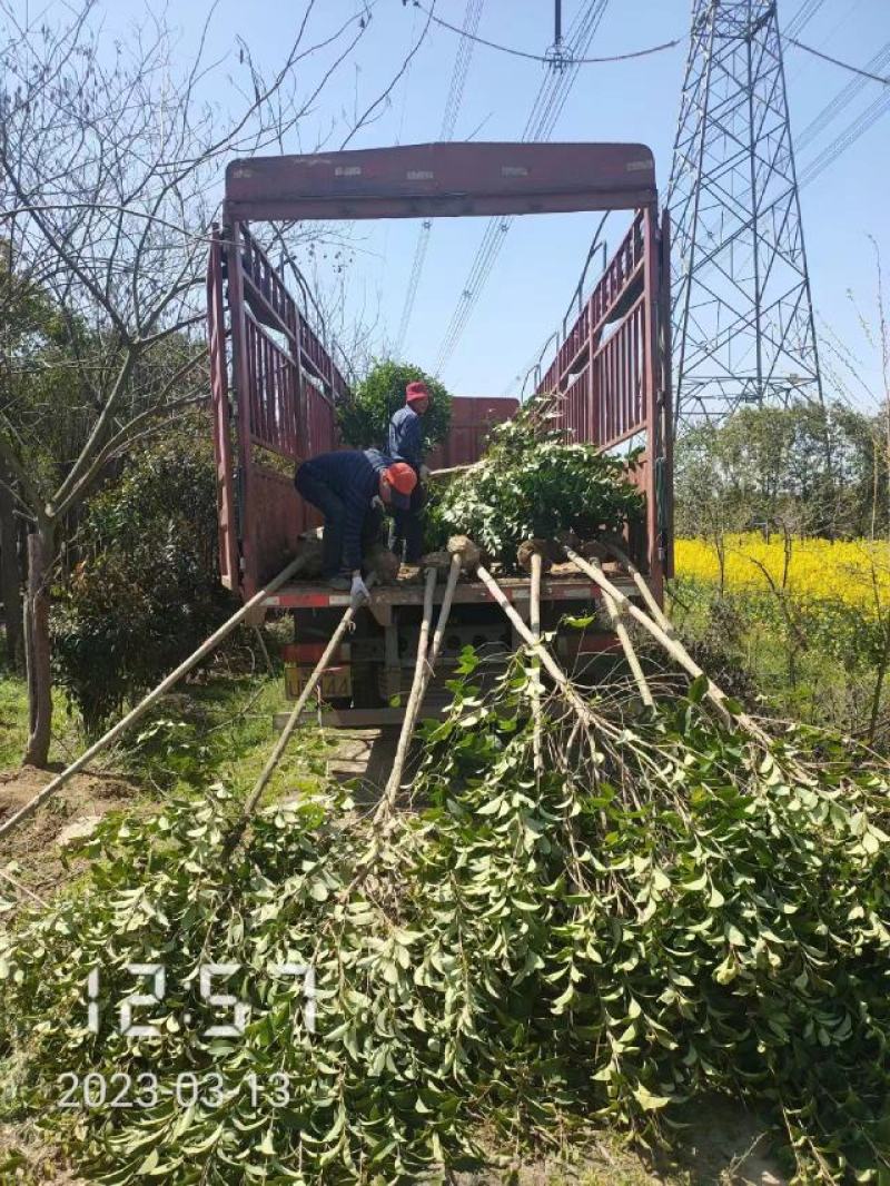 大叶女贞大量供应，2-15公分，规格齐全，欢迎选购