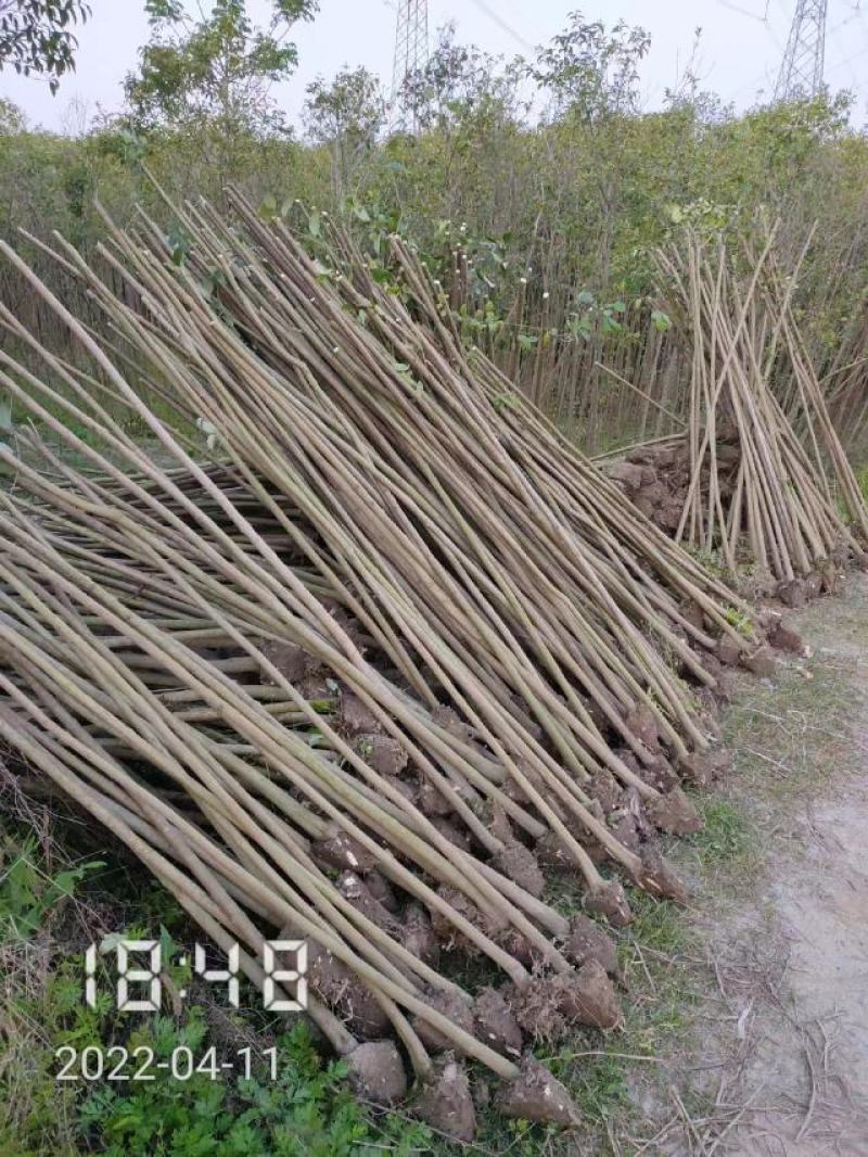 大叶女贞大量供应，2-15公分，规格齐全，欢迎选购