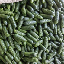精品玛莎小黄瓜