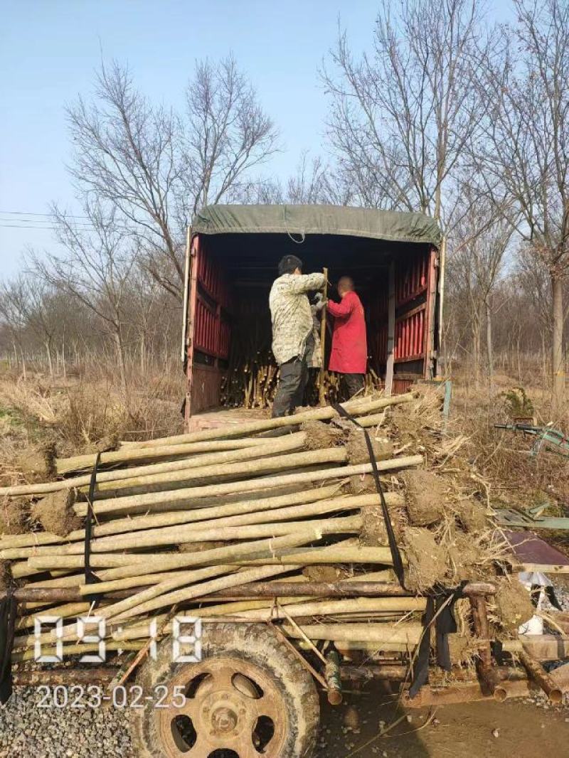 大叶女贞大量供应，2-15公分，规格齐全，欢迎选购