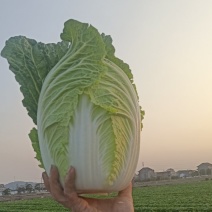 浙江台州温岭春季黄心大白菜上市，个头均匀，心黄叶绿