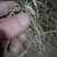 1至3公分白芨种苗