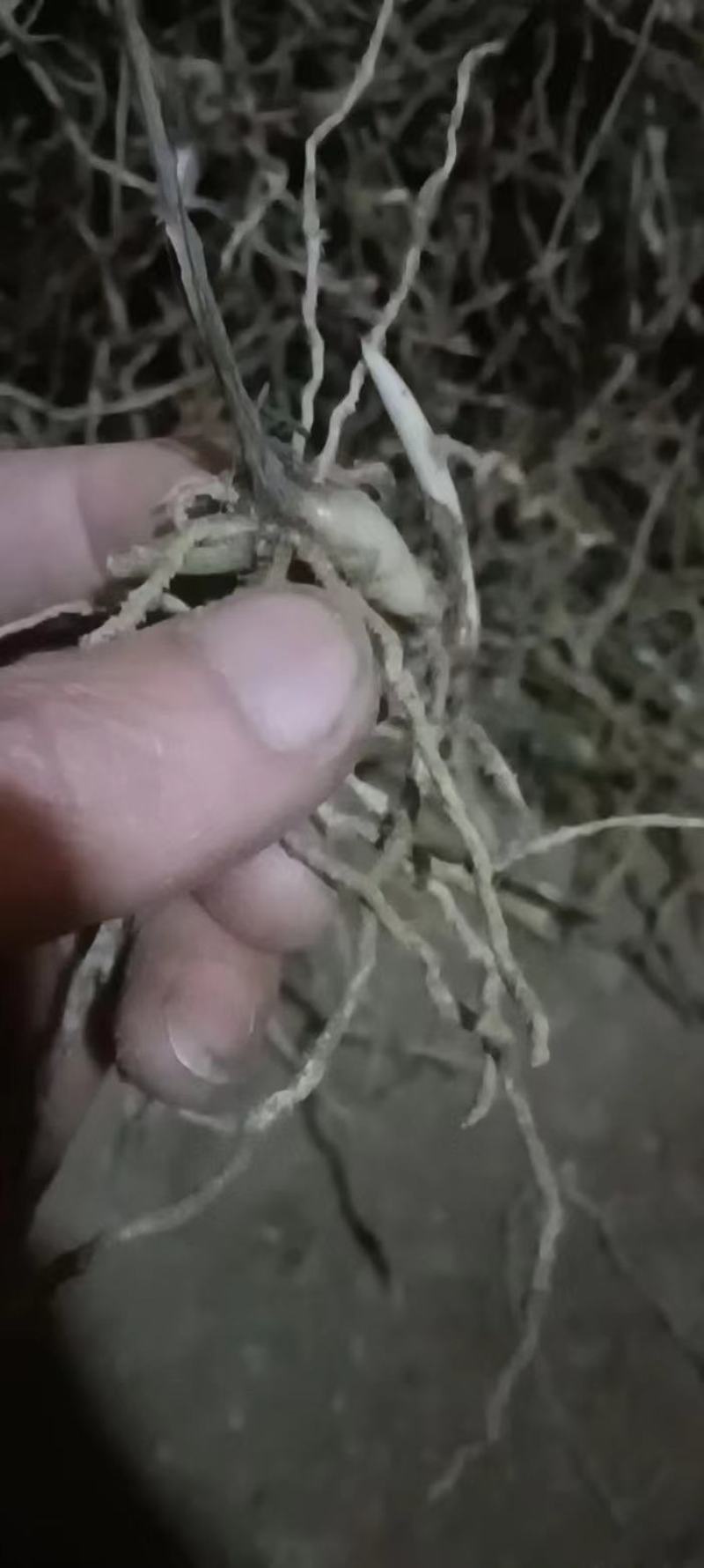 1至3公分白芨种苗