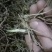 1至3公分白芨种苗