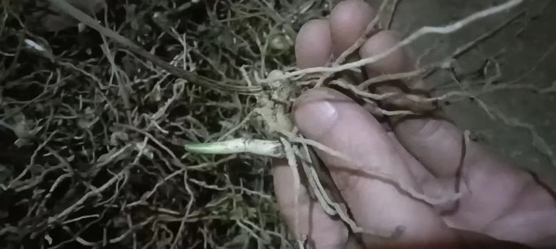1至3公分白芨种苗