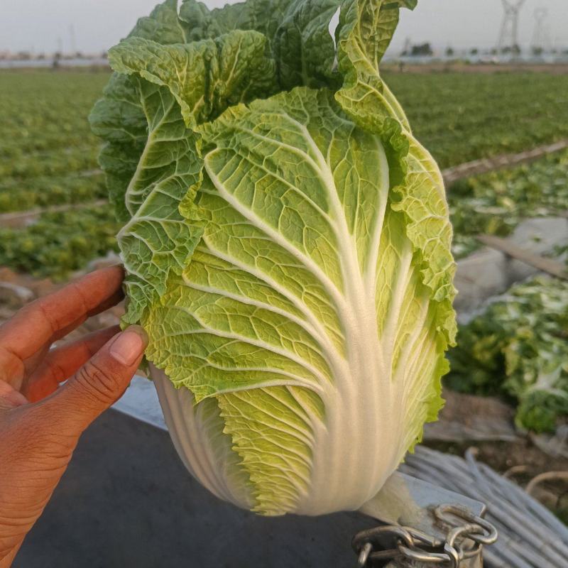 江苏东台秋季黄心大白菜大量上市，个头均匀，产地供应