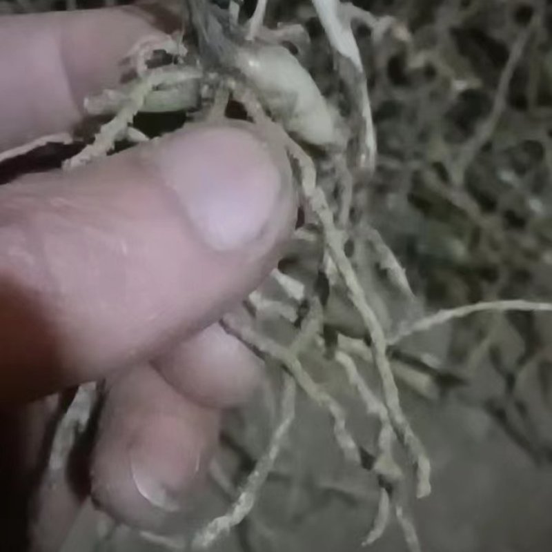 1至3公分白芨种苗