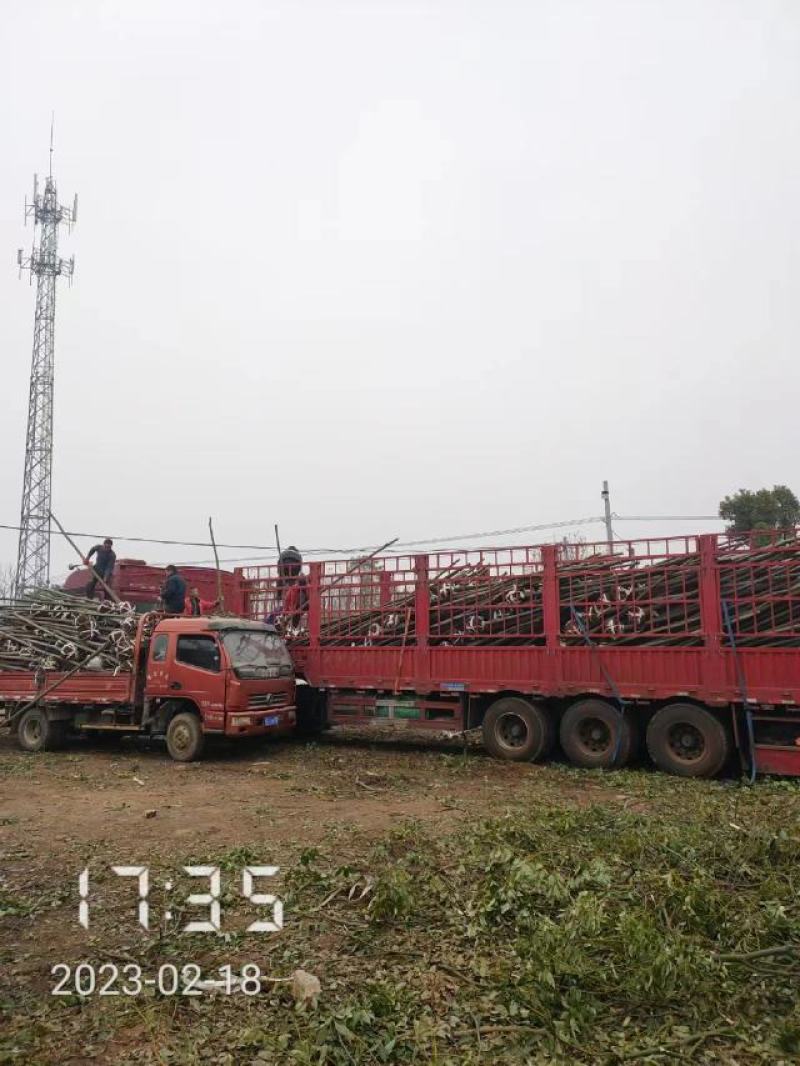 大量供应栾树，5-15公分，规格齐全
