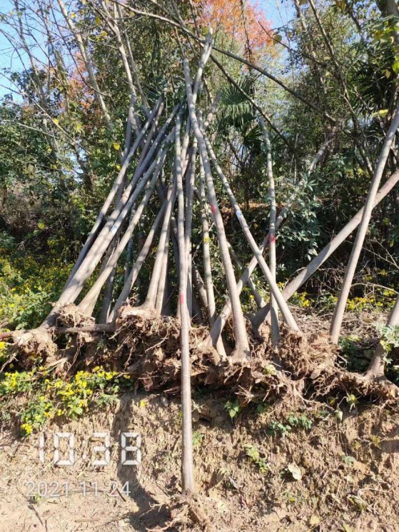 大量供应栾树，5-15公分，规格齐全