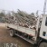 大量供应栾树，5-15公分，规格齐全