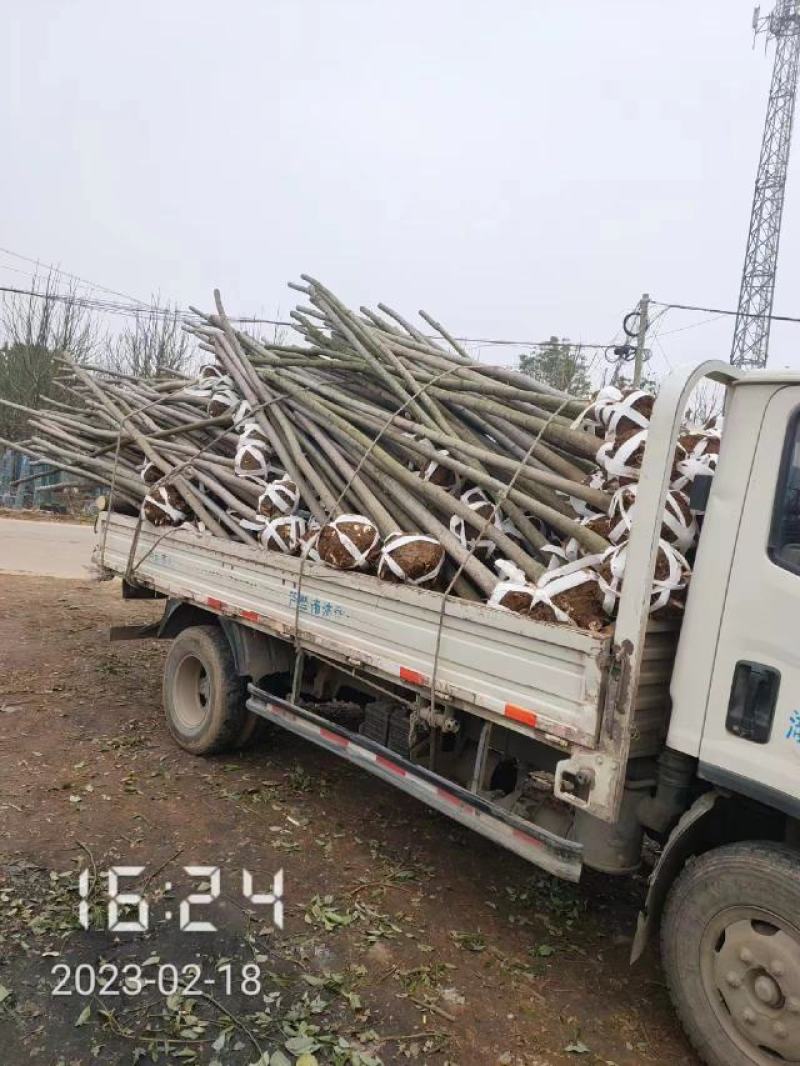 大量供应栾树，5-15公分，规格齐全