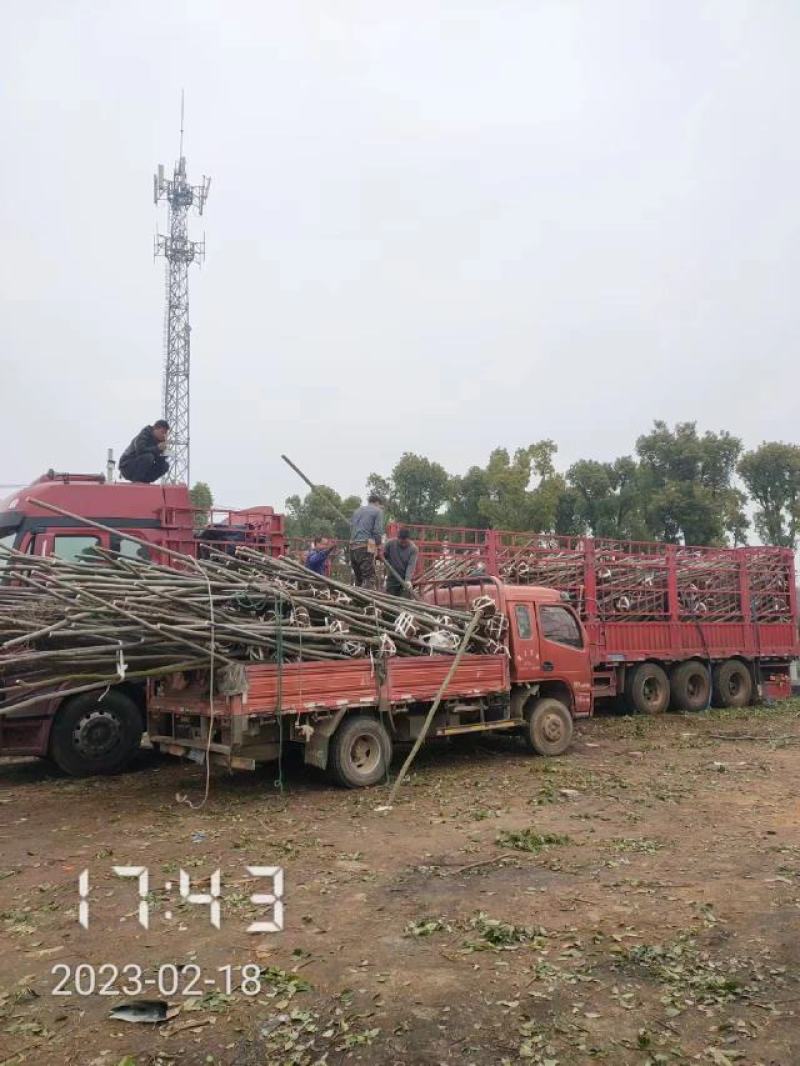 大量供应栾树，5-15公分，规格齐全