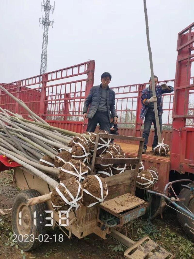 大量供应栾树，5-15公分，规格齐全