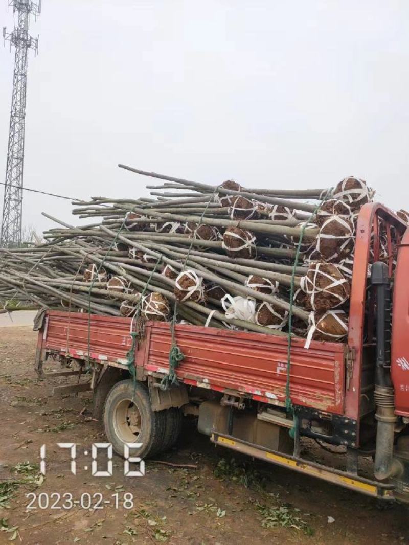 大量供应栾树，5-15公分，规格齐全