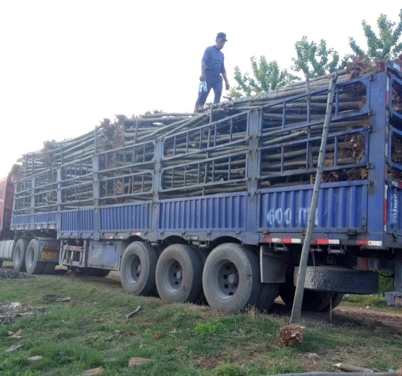 大量供应栾树，5-15公分，规格齐全