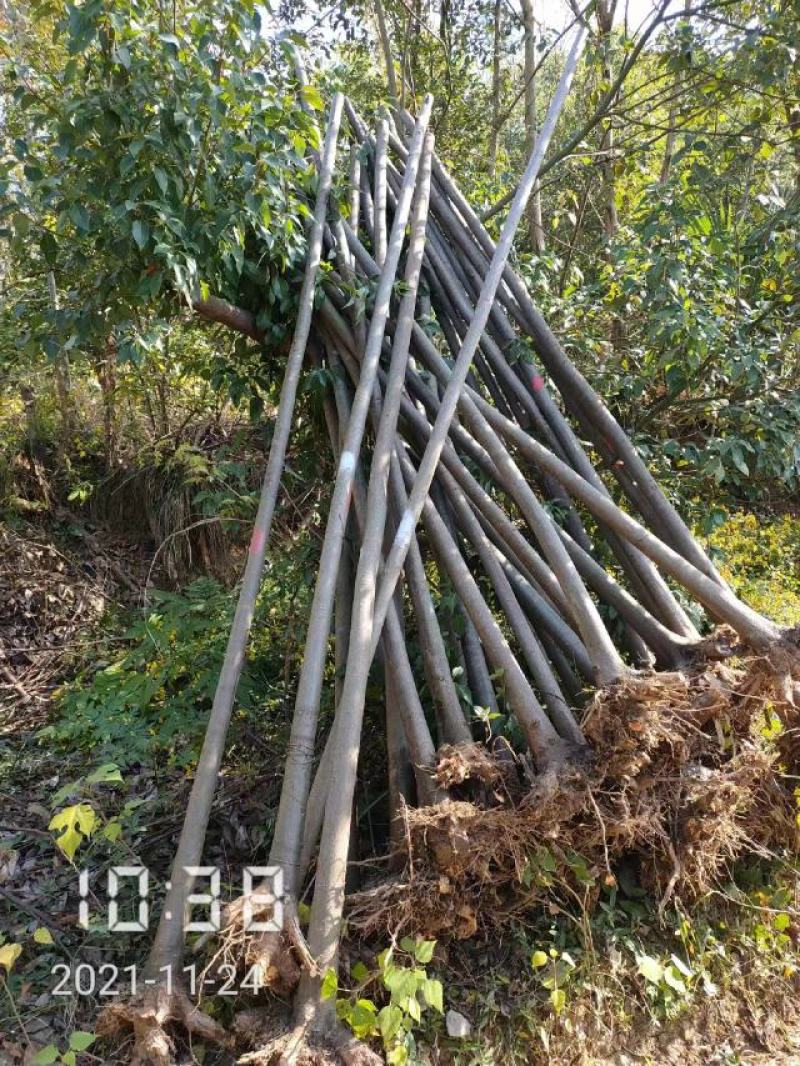 大量供应栾树，5-15公分，规格齐全