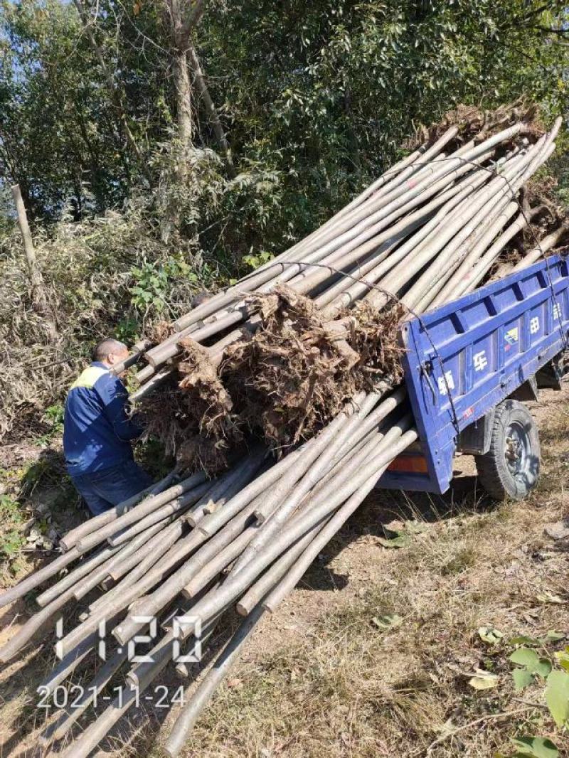 大量供应栾树，5-15公分，规格齐全