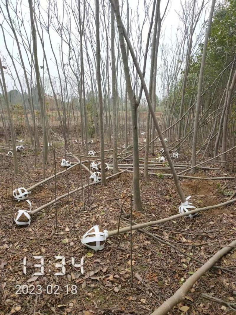 大量供应栾树，5-15公分，规格齐全