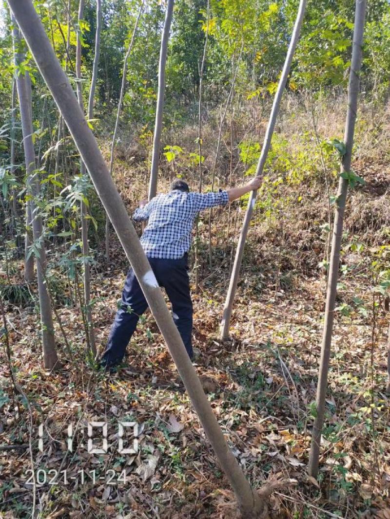 大量供应栾树，5-15公分，规格齐全