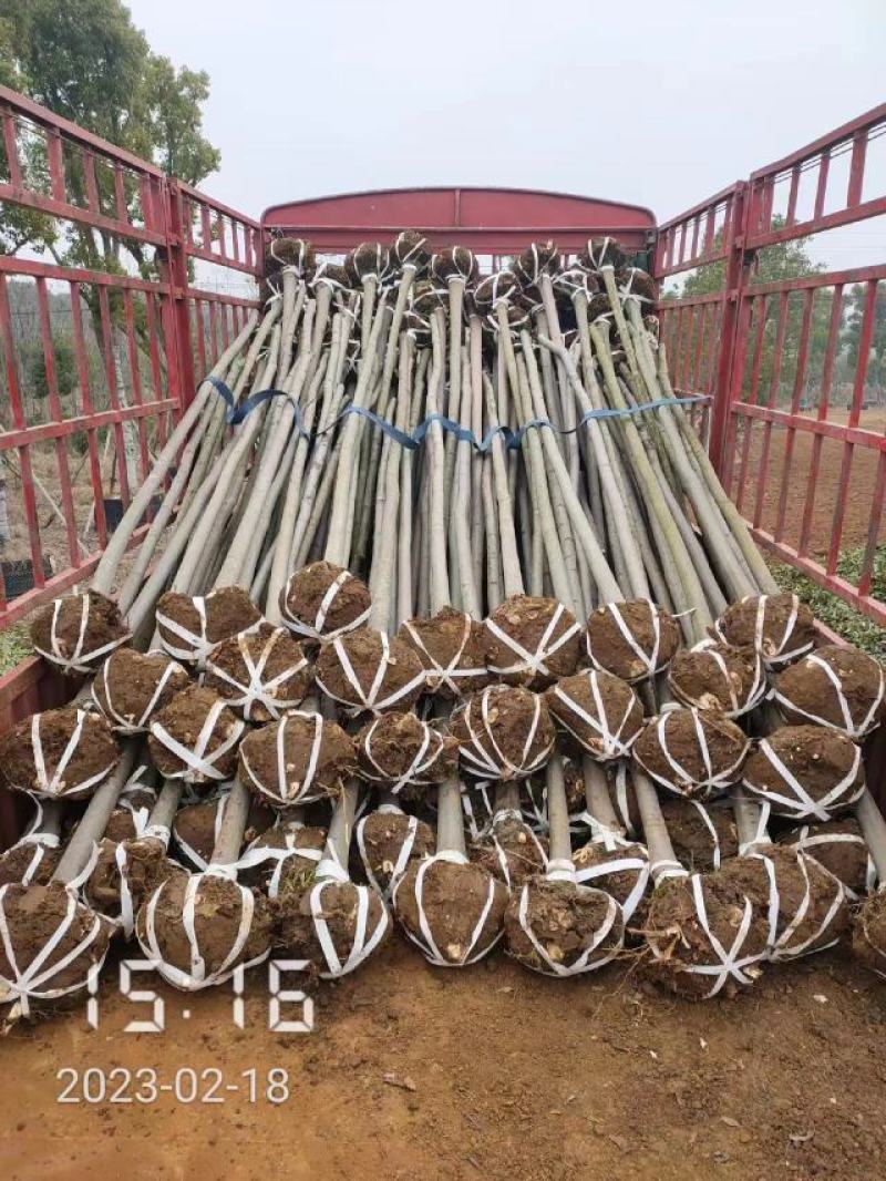 大量供应栾树，5-15公分，规格齐全
