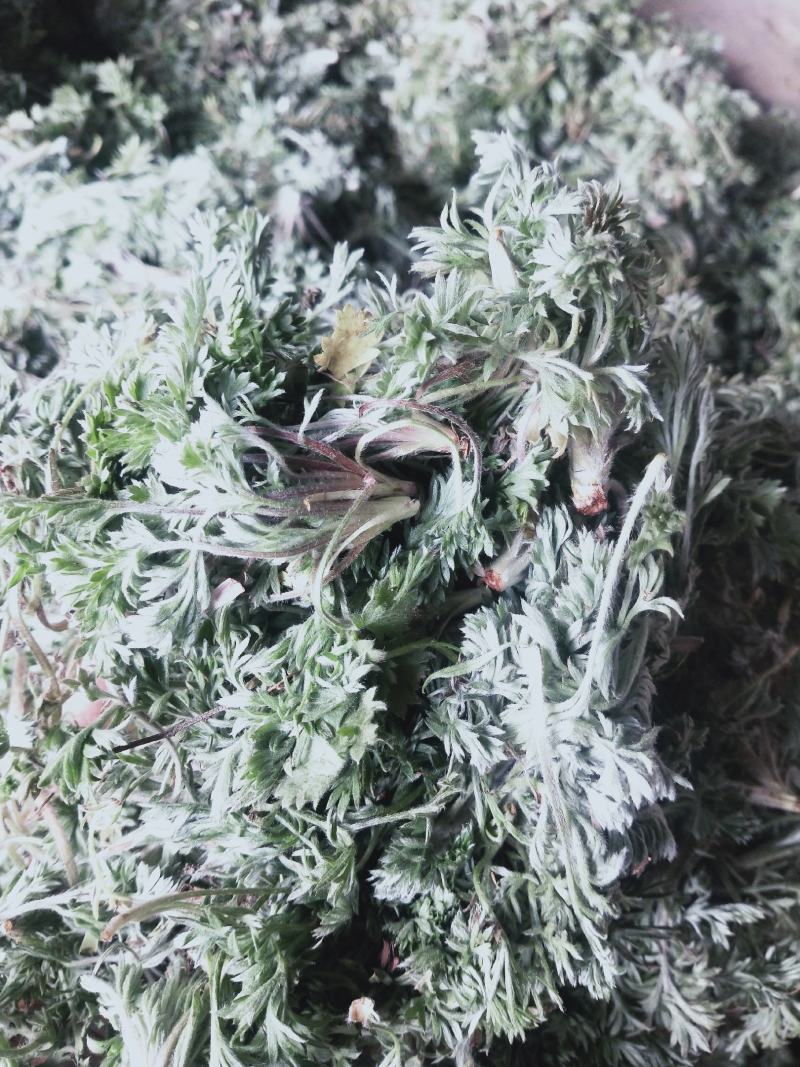2026年春季鲜茵陈，鲜白蒿，茵陈新鲜茵陈野菜