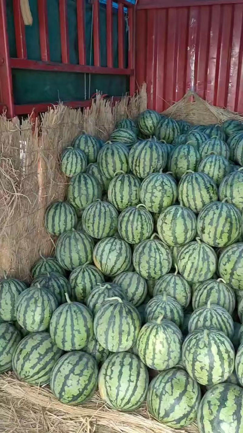 东台美都西瓜万亩基地直供支持整车全国发货