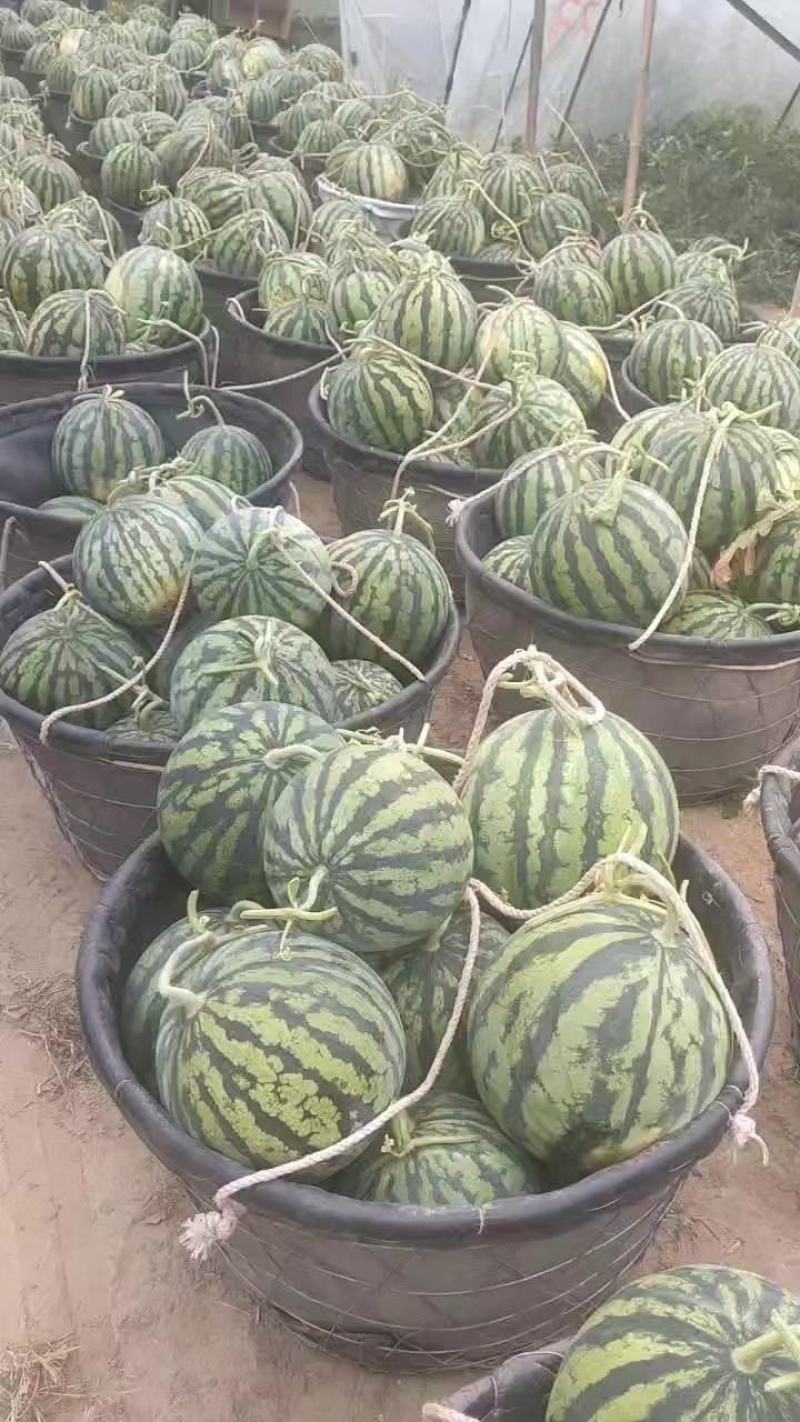东台美都西瓜万亩基地直供支持整车全国发货