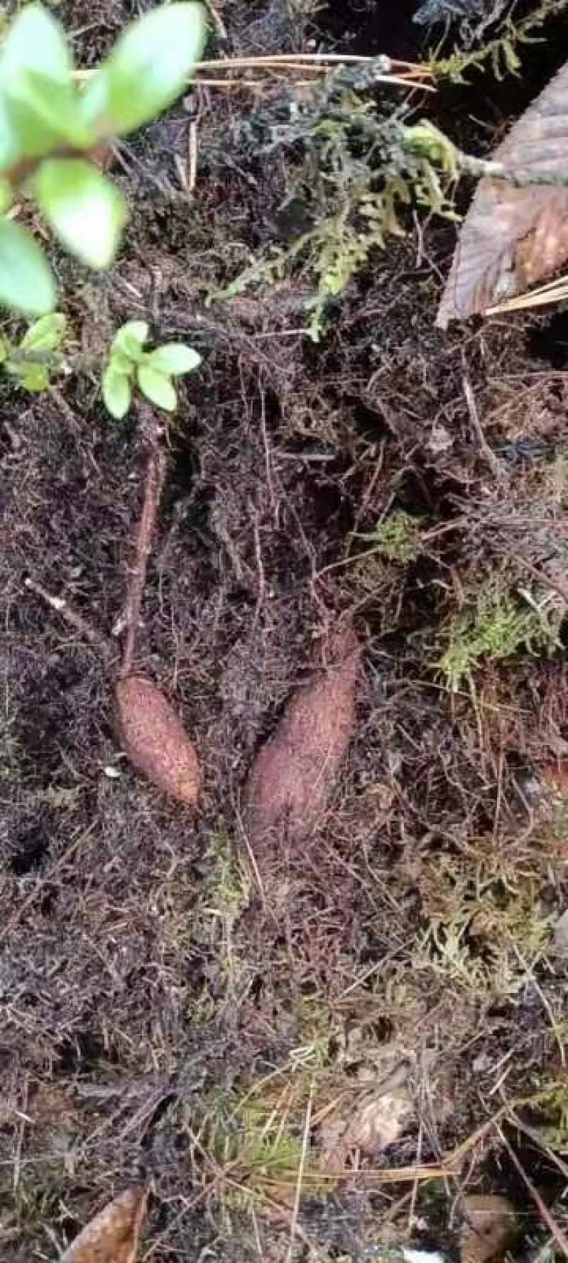 树萝卜盆景云南怒江产地，杜鹃花科，观赏植物，野生大量供货