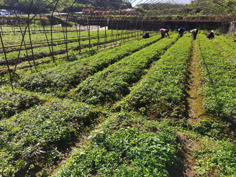大量出售正宗江津九叶青花椒苗保证品质