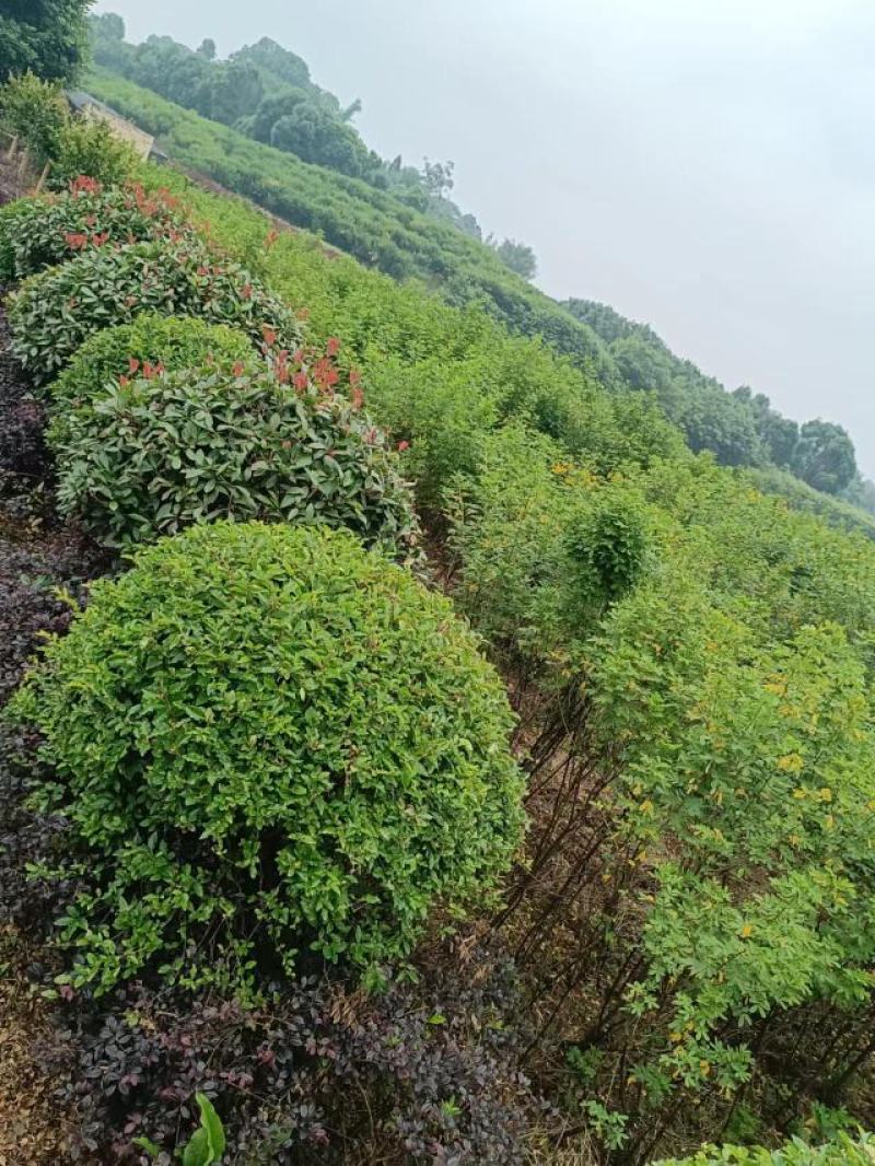 红叶石楠树苗石楠苗基地直发价格实惠规格齐全诚信经营