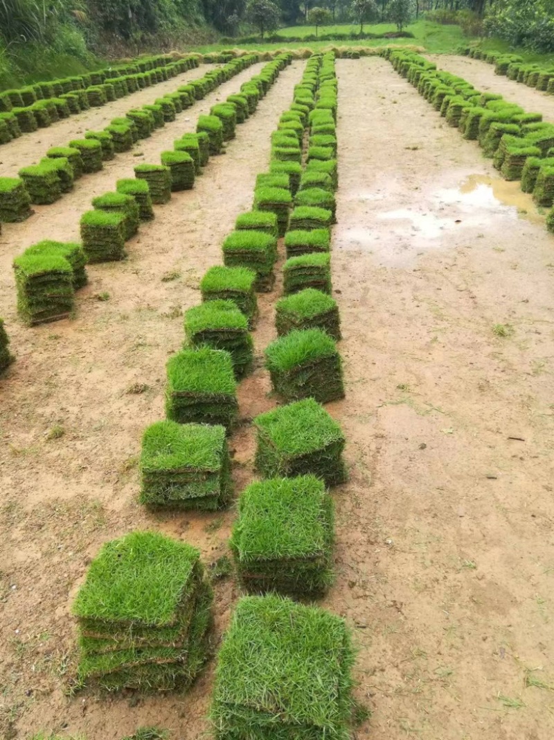 马尼拉草坪草卷产地直供大量现货欢迎下单！